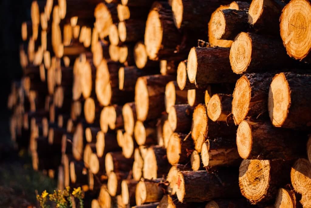 pine wood